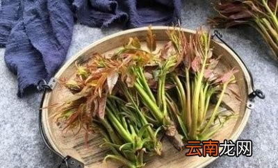 我们继续说说香椿芽有什么营养价值