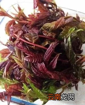 凉拌香椿的做法