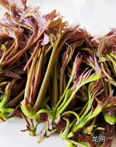 凉拌香椿的做法