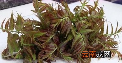 凉拌香椿的做法