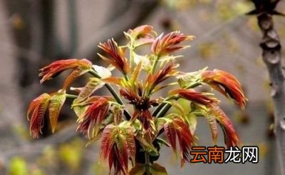 香椿芽的功效与作用