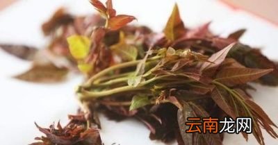 香椿芽的功效与作用
