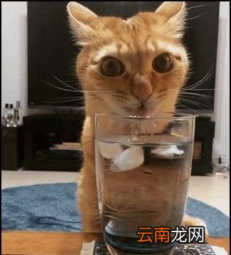为什么我更倾向于温开水呢