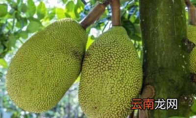 为什么菠萝蜜树不要涂白