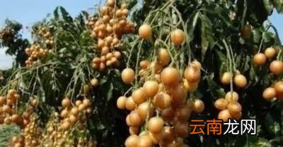 黄皮的食用功效