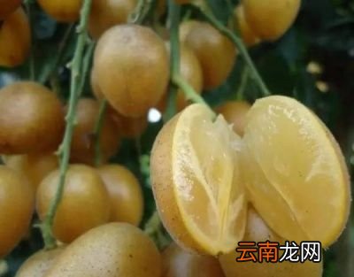 黄皮的食用功效