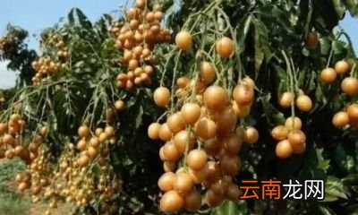黄皮的食用功效