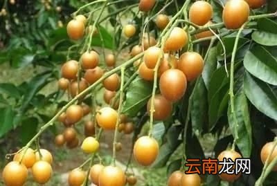 黄皮的食用功效