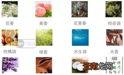 香水的香调怎么分