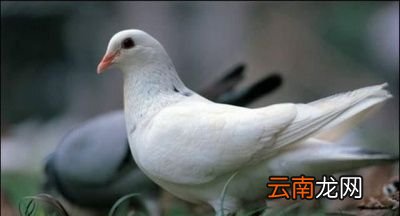 鸽子蛋和鸡蛋相比那个营养更高呢