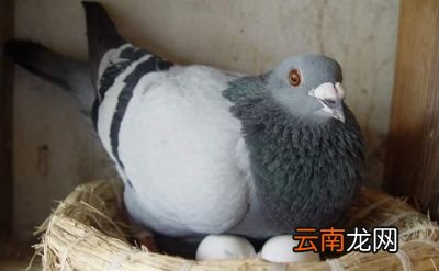 鸽子蛋和鸡蛋相比那个营养更高呢