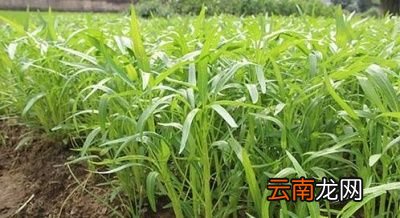 空心菜怎么炒才不会发黄