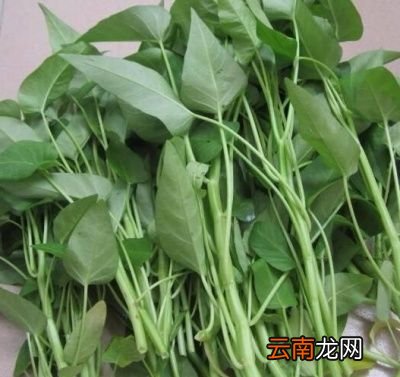 回归我们今天的主题怎么炒空心菜才不会发黄