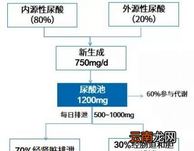 为什么尿酸会升高呢