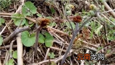这种山里蕨菜能吃吗