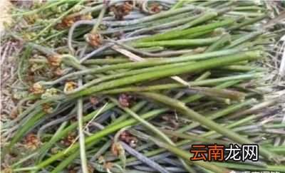 这种山里蕨菜能吃吗