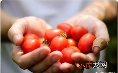 西红柿做什么汤好喝