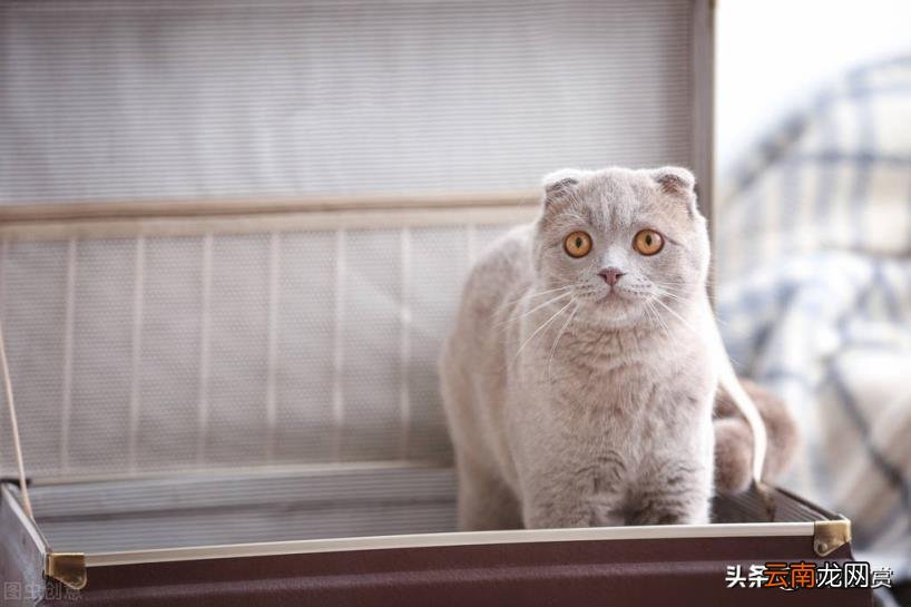 猫怎么运输到异地 快递可以寄猫吗