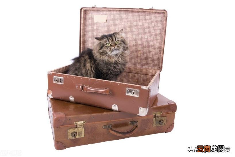 猫怎么运输到异地 快递可以寄猫吗