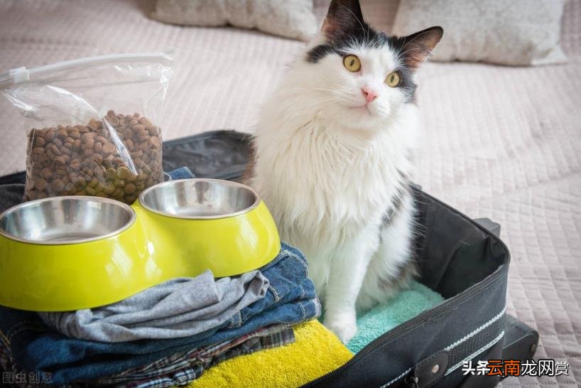 猫怎么运输到异地 快递可以寄猫吗