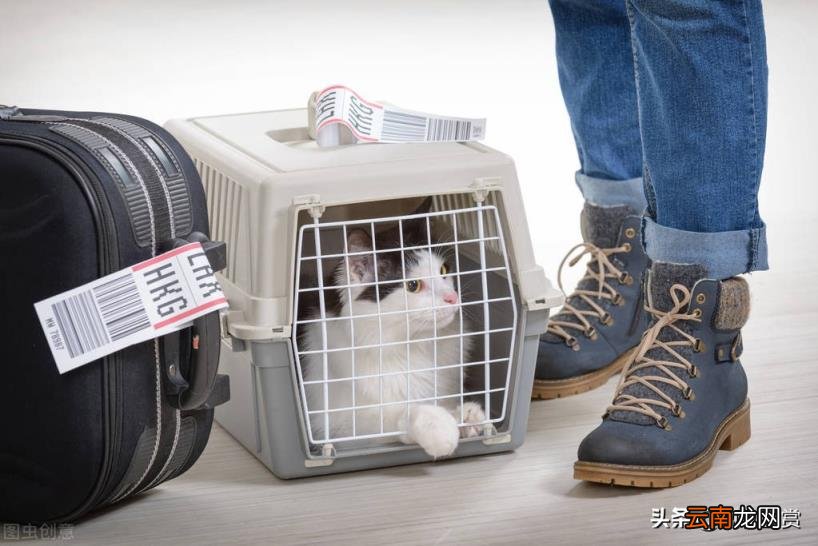 猫怎么运输到异地 快递可以寄猫吗