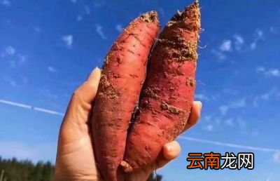 红薯到底是早上吃还是晚上吃最好有什么依据呢