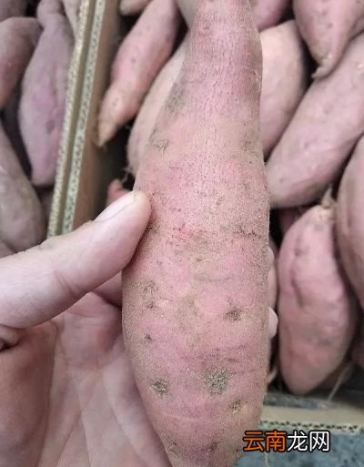 红薯到底早上吃好还是晚上吃好