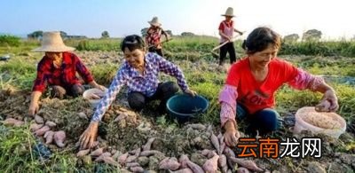 吃红薯的注意事项