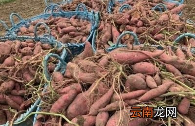 吃红薯的注意事项