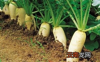 储存萝卜出现空心的原因