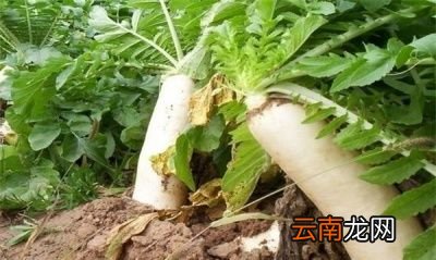 白萝卜空心原因是多方面的