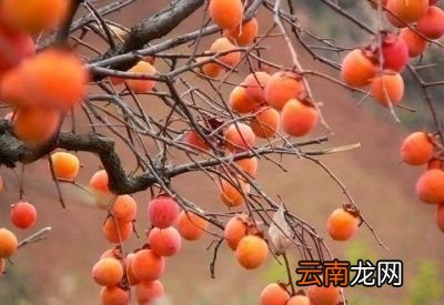 孕妈妈吃柿子注意事项