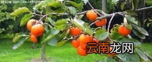 孕期妇女可以吃柿子吗