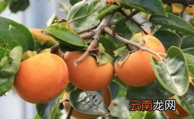 孕妇吃柿子要注意什么