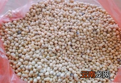 磨豆浆时应该选用什么样的黄豆