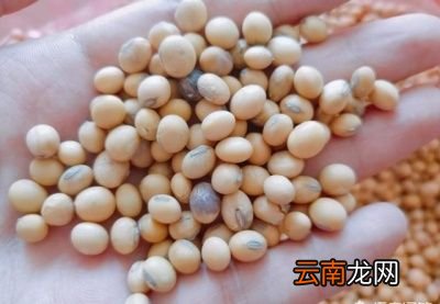 磨豆浆时应该选用什么样的黄豆