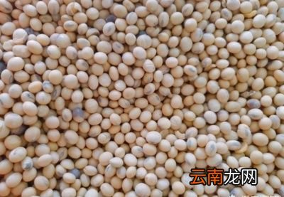 磨豆浆时应该选用什么样的黄豆
