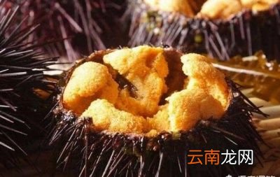 什么海鲜可以生吃