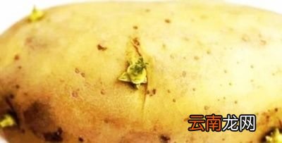 土豆烧牛肉应该用什么部位的肉
