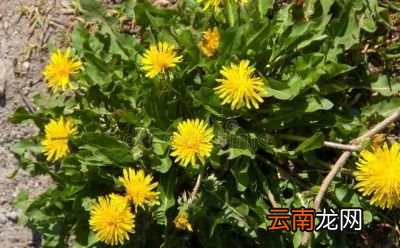蒲公英晒干了泡水喝有什么好处