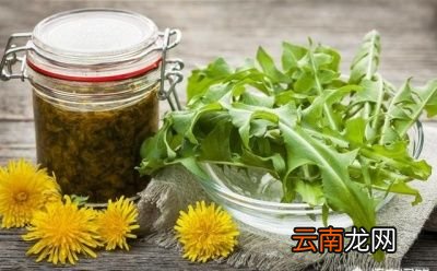 蒲公英的禁忌人群