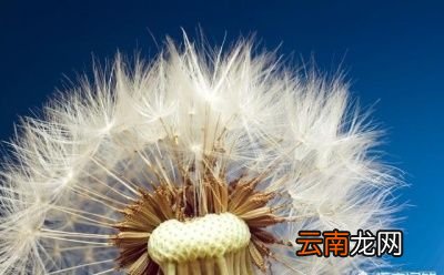 蒲公英的禁忌人群