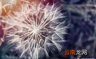 蒲公英的禁忌人群
