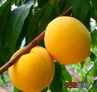 ——做桃罐头为什么大都用黄桃而不用别的桃