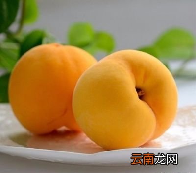 ——做桃罐头为什么大都用黄桃而不用别的桃