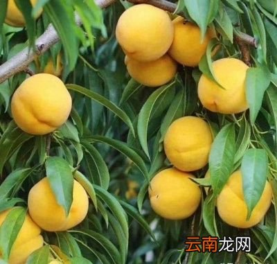 ——做桃罐头为什么大都用黄桃而不用别的桃