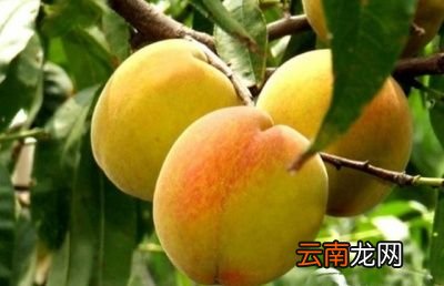 ——做桃罐头为什么大都用黄桃而不用别的桃