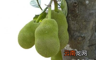 菠萝蜜是什么季节的