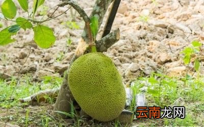 菠萝蜜是什么季节的