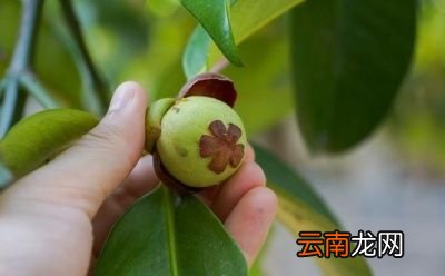 山竹种子能种出来吗